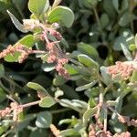 Atriplex portulacoidesFlower