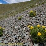 Adonis pyrenaica Habitus