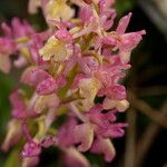 Orchis x penzigiana Flower