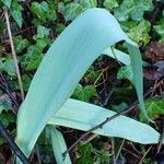 Tulipa agenensis Leaf