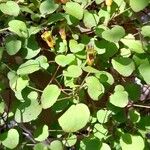 Fuchsia procumbens Cvet