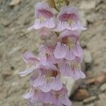 Penstemon palmeri Flor