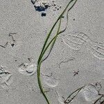 Zostera marina Leaf