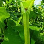 Silphium perfoliatum Kabuk