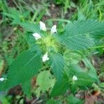 Galeopsis tetrahit Hoja