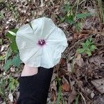 Ipomoea pandurata Flors