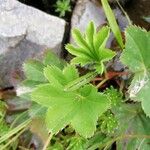 Alchemilla glabra Blad