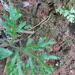 Selaginella concinna পাতা