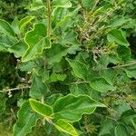 Syringa pubescens Leaf