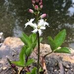 Menyanthes trifoliata Kvet