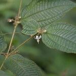 Miconia crenata Máis