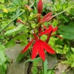 Lobelia cardinalisফুল