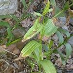 Epipactis gigantea Habitatea