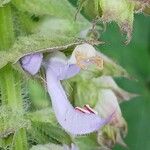 Salvia sclarea 花