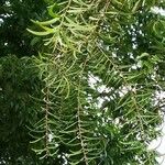Acacia confusa Lehti