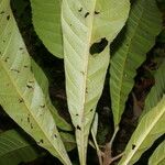Pausandra trianae Yaprak