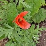 Papaver dubiumFlower