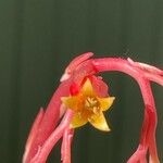 Echeveria agavoides Fleur