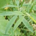 Trifolium purpureum Blad