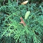 Juniperus chinensis Leaf