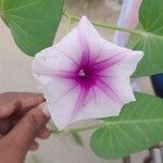 Ipomoea aquatica 花