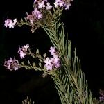 Campylanthus salsoloides Otro