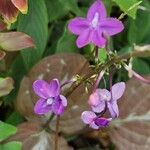 Pseuderanthemum alatum Flor