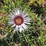 Carlina acaulis花