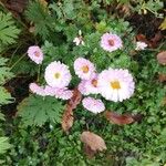 Chrysanthemum × morifolium Květ