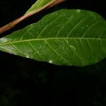 Petiveria alliacea Leaf