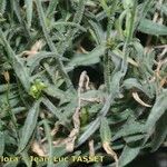 Campanula fritschii Leaf