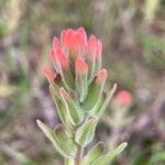 Castilleja arvensis Flower