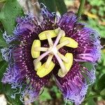Passiflora cincinnata Cvet