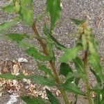 Oenothera laciniata Blatt