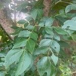 Albizia zygia Hoja