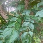 Albizia zygia Leaf