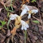 Orobanche nana Кветка