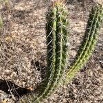 Praecereus euchlorus Feuille