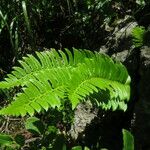 Polystichum lonchitis Лист