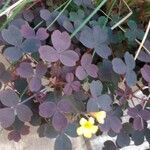 Oxalis spiralis Frunză