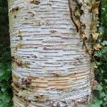 Betula maximowicziana خشب