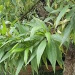 × Chitalpa tashkentensis Fuelha