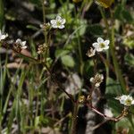 Micranthes californica Hábito