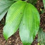 Asplundia insignis Blatt