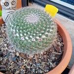 Mammillaria hahniana 葉