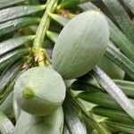 Torreya californica Fruto