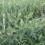 Astragalus cicer Облик