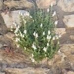 Antirrhinum molle Flower