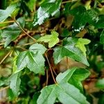 Acer buergerianum Blad