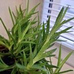 Aloe juvenna Лист